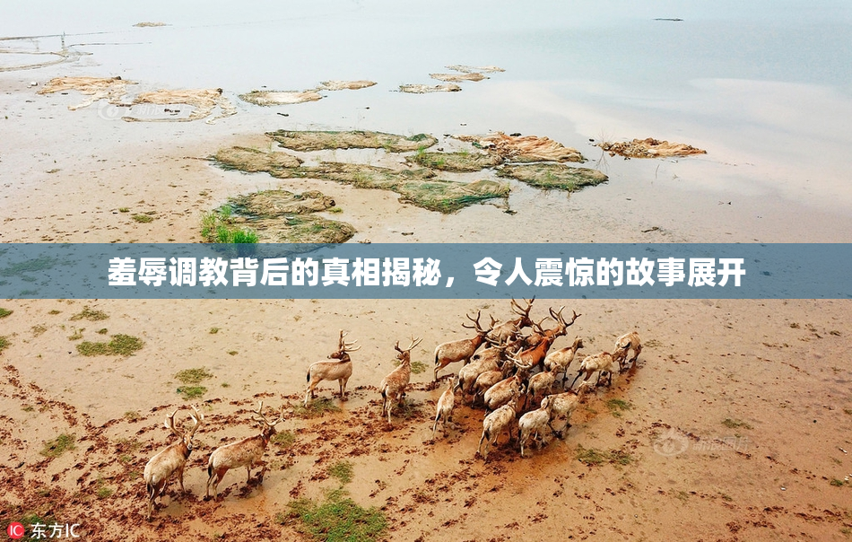 羞辱调教背后的真相揭秘，令人震惊的故事展开