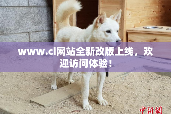 www.ci网站全新改版上线，欢迎访问体验！