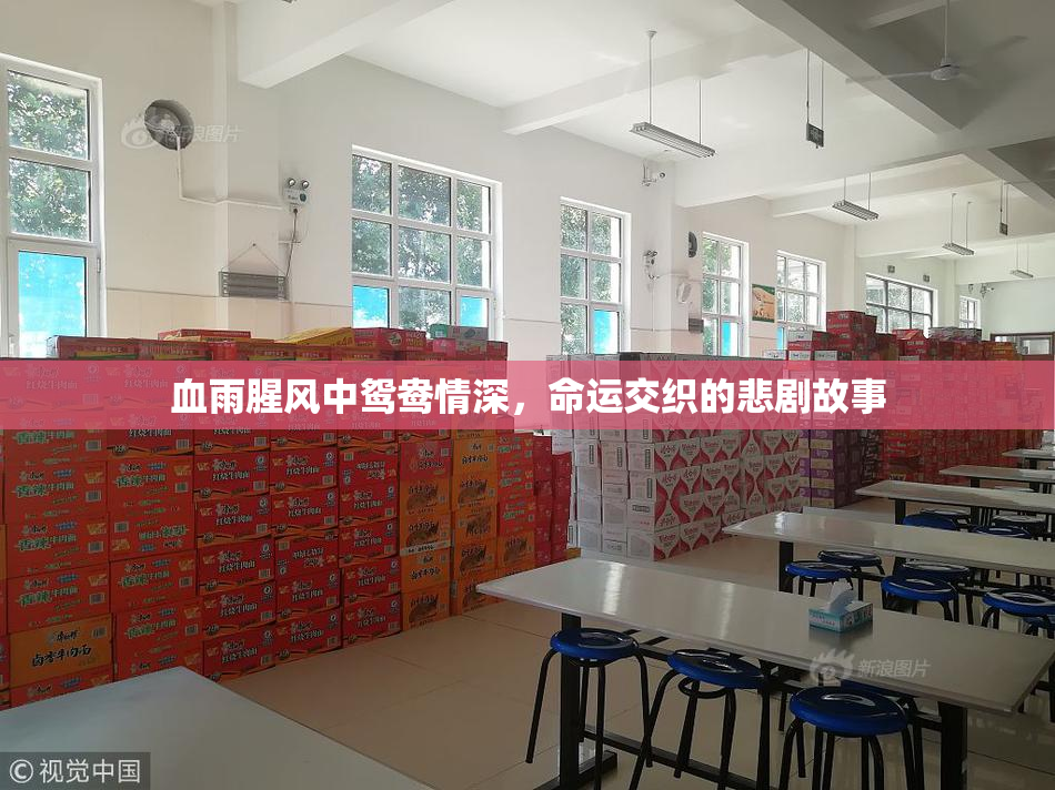 血雨腥风中鸳鸯情深，命运交织的悲剧故事