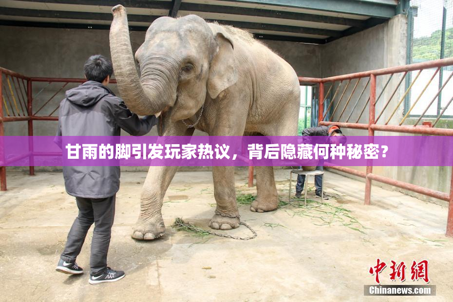 甘雨的脚引发玩家热议，背后隐藏何种秘密？
