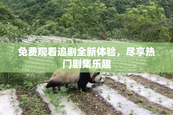 免费观看追剧全新体验，尽享热门剧集乐趣