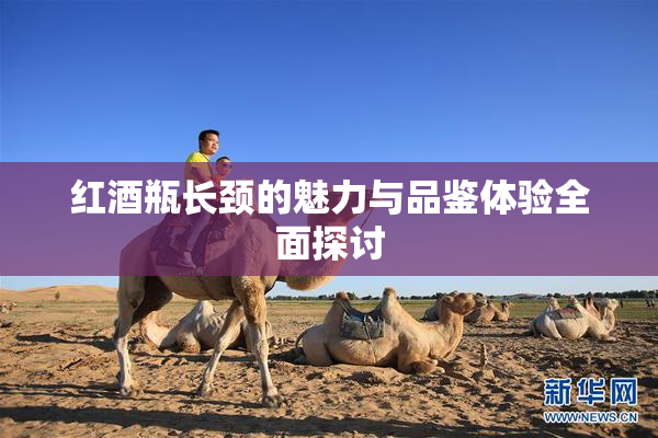 红酒瓶长颈的魅力与品鉴体验全面探讨