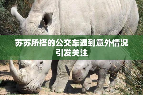 苏苏所搭的公交车遇到意外情况引发关注