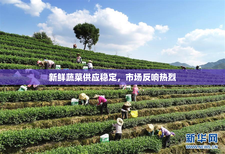 新鲜蔬菜供应稳定，市场反响热烈