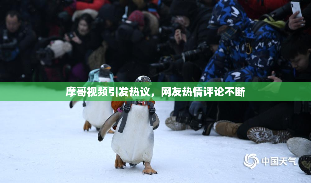 摩哥视频引发热议，网友热情评论不断