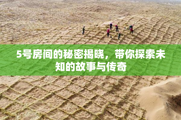 5号房间的秘密揭晓，带你探索未知的故事与传奇