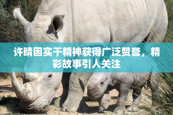 许晴因实干精神获得广泛赞誉，精彩故事引人关注