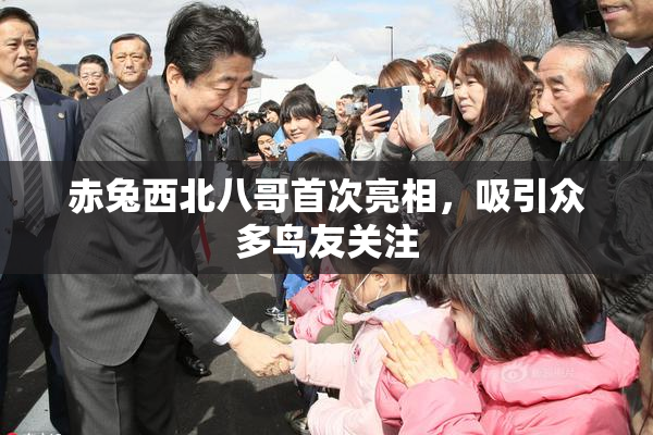 赤兔西北八哥首次亮相，吸引众多鸟友关注