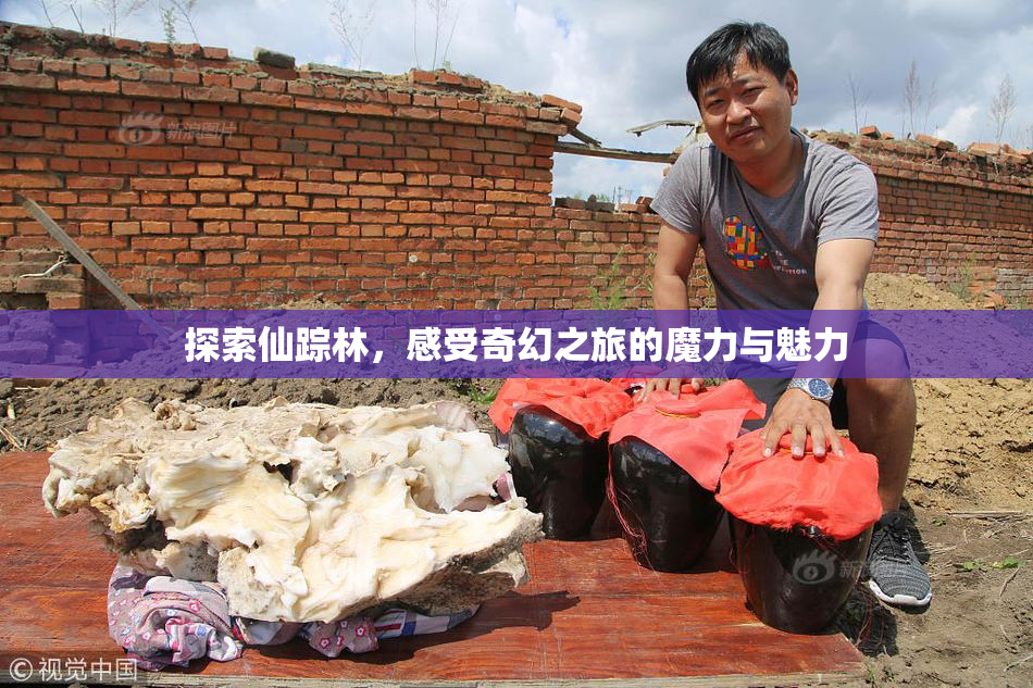 探索仙踪林，感受奇幻之旅的魔力与魅力