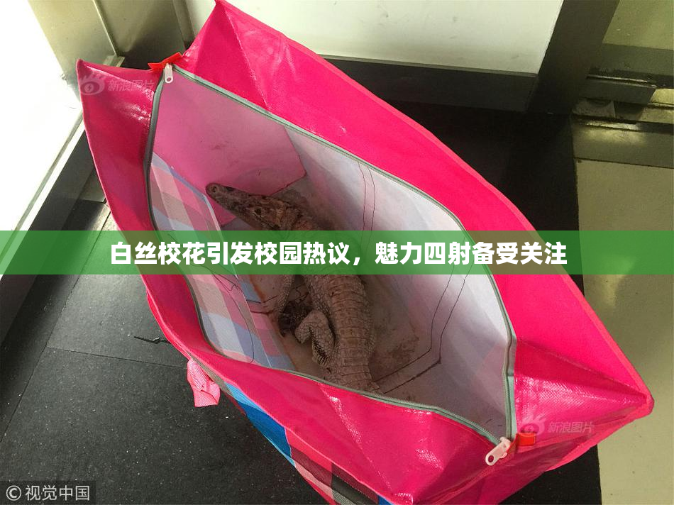 白丝校花引发校园热议，魅力四射备受关注
