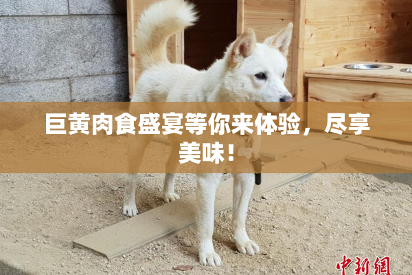 巨黄肉食盛宴等你来体验，尽享美味！
