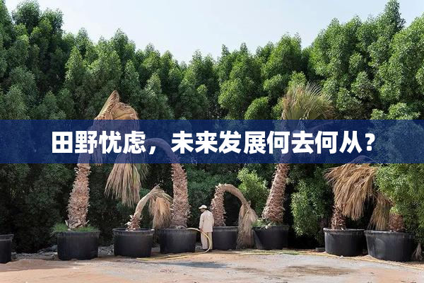 田野忧虑，未来发展何去何从？