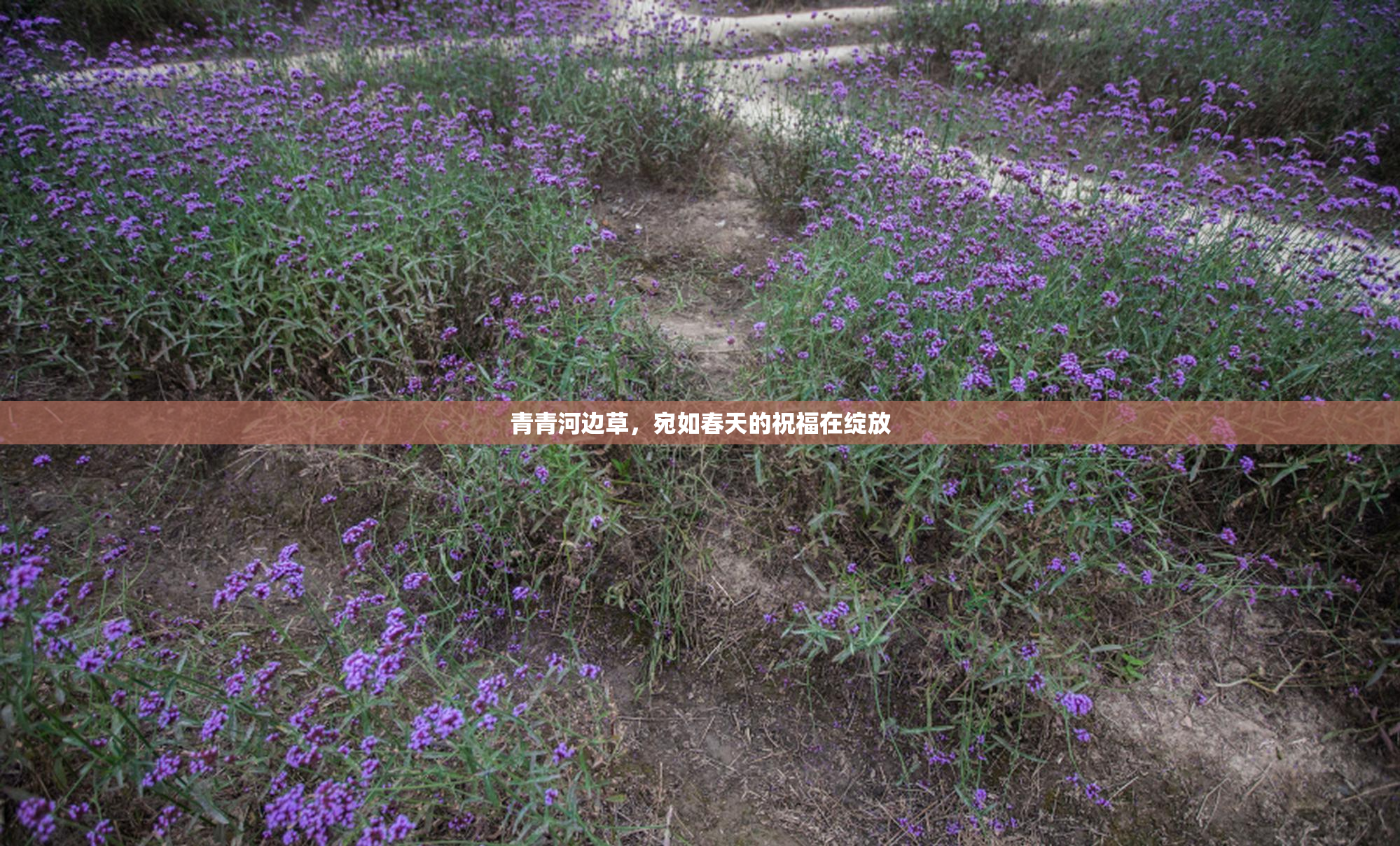 青青河边草，宛如春天的祝福在绽放