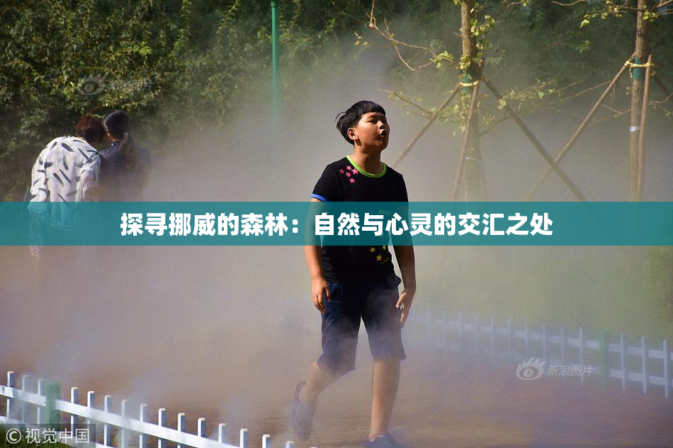 探寻挪威的森林：自然与心灵的交汇之处