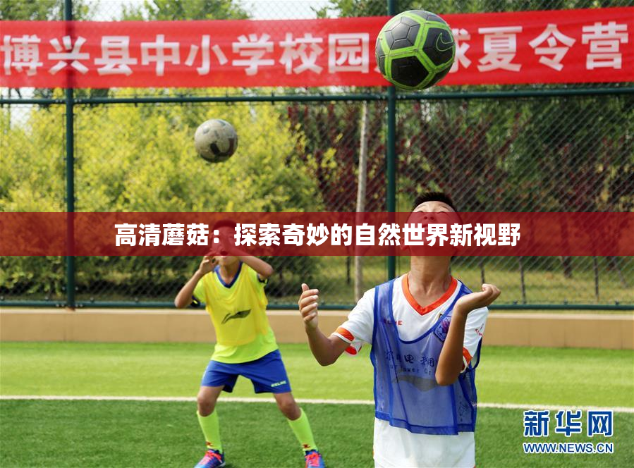 高清蘑菇：探索奇妙的自然世界新视野
