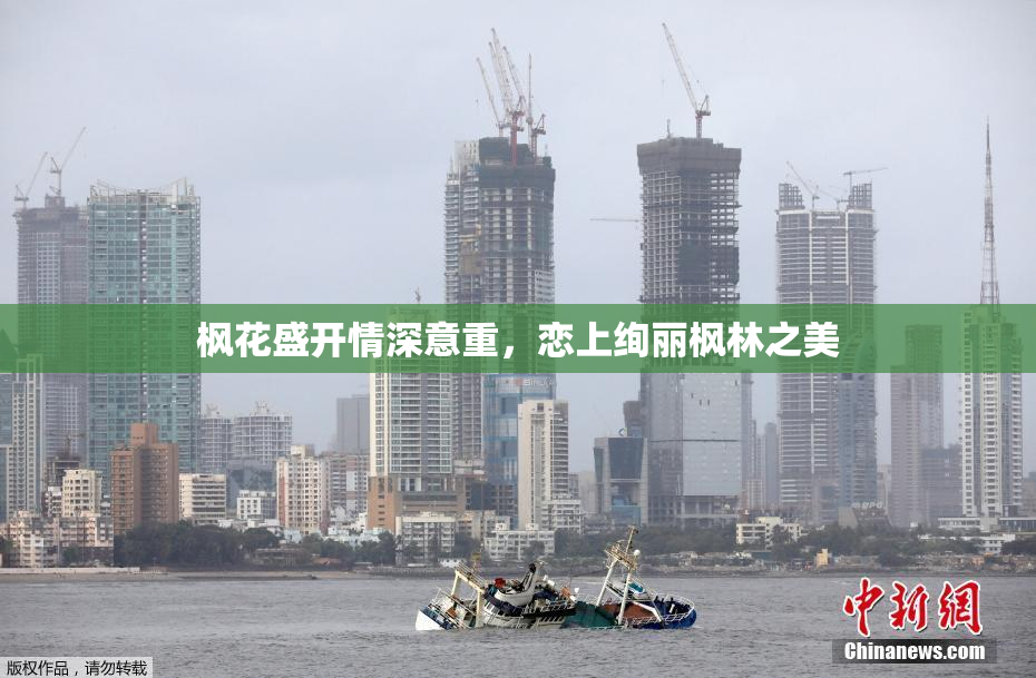 枫花盛开情深意重，恋上绚丽枫林之美
