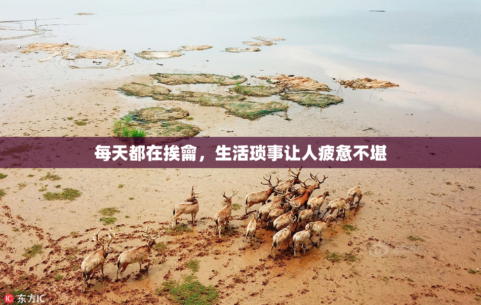 每天都在挨龠，生活琐事让人疲惫不堪