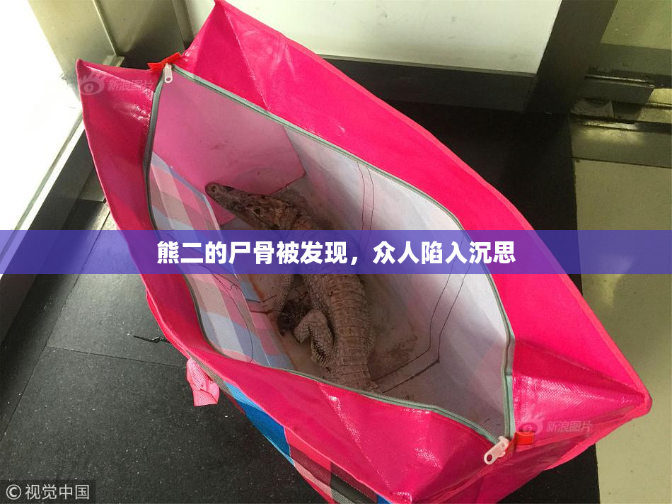 熊二的尸骨被发现，众人陷入沉思