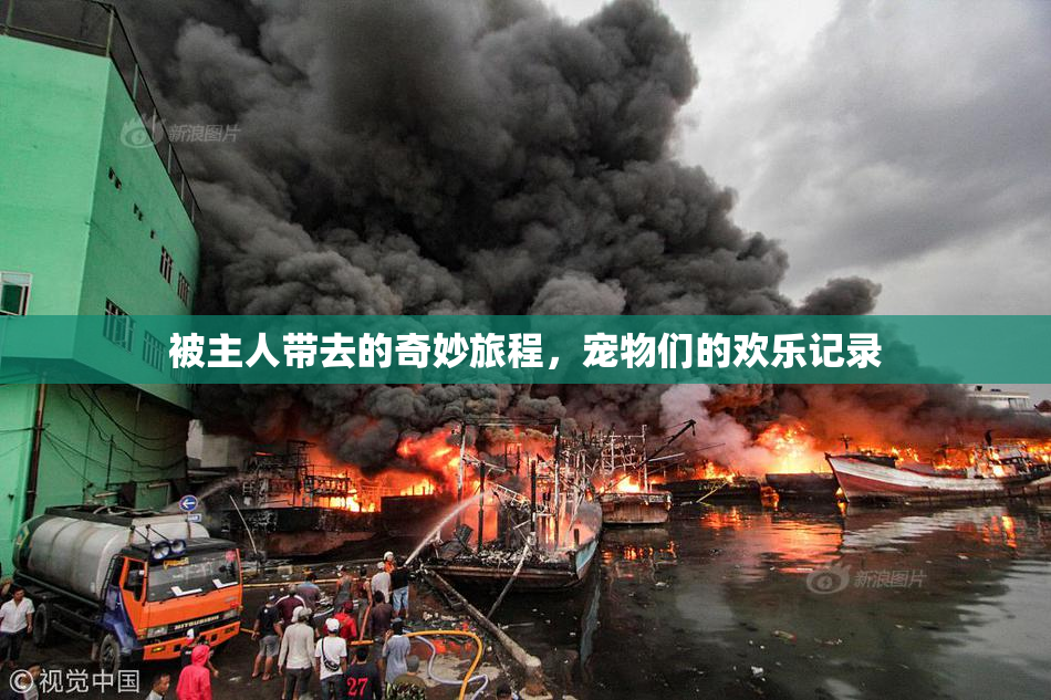 被主人带去的奇妙旅程，宠物们的欢乐记录