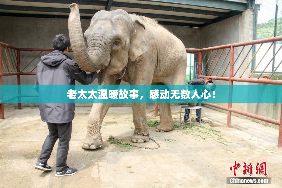 老太太温暖故事，感动无数人心！