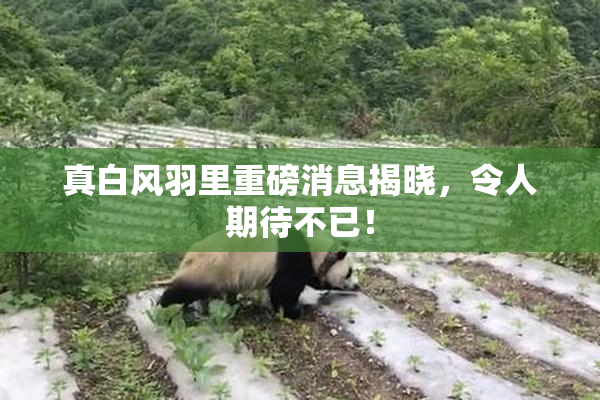 真白风羽里重磅消息揭晓，令人期待不已！