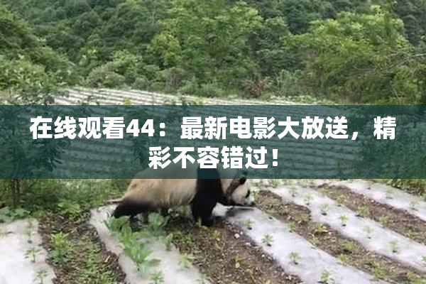 在线观看44：最新电影大放送，精彩不容错过！