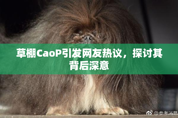 草棚CaoP引发网友热议，探讨其背后深意