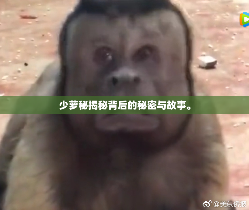 少萝秘揭秘背后的秘密与故事。