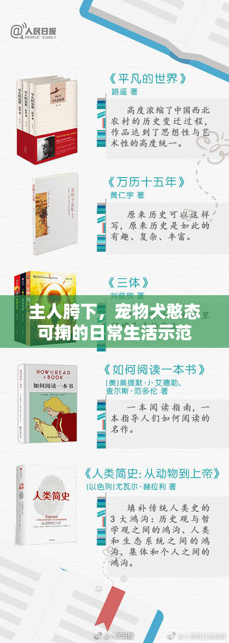 主人胯下，宠物犬憨态可掬的日常生活示范