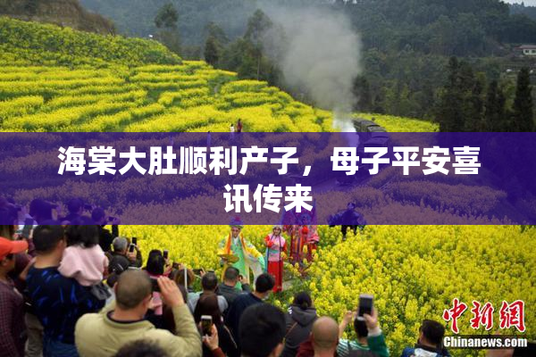 海棠大肚顺利产子，母子平安喜讯传来