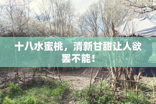 十八水蜜桃，清新甘甜让人欲罢不能！
