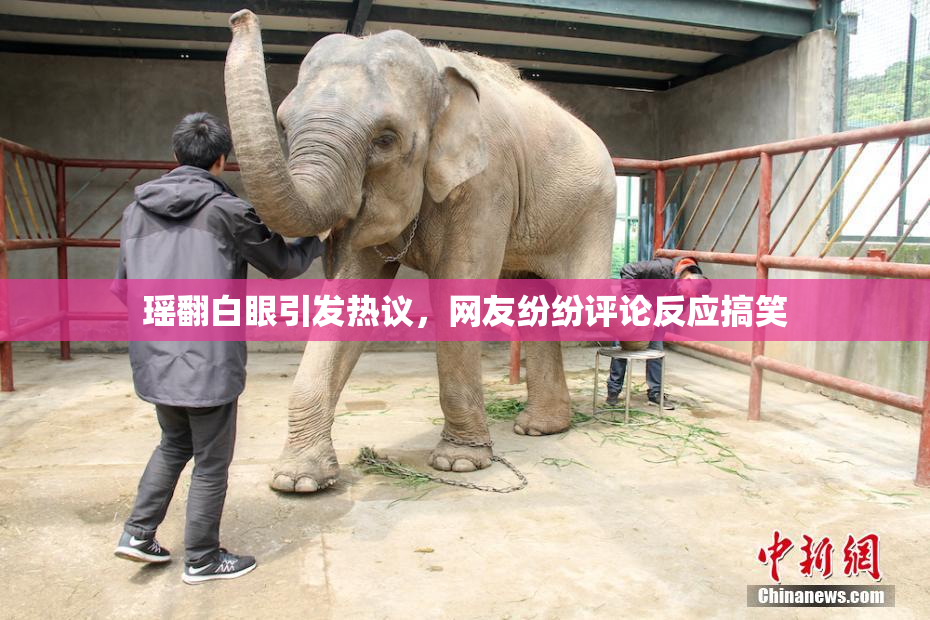 瑶翻白眼引发热议，网友纷纷评论反应搞笑