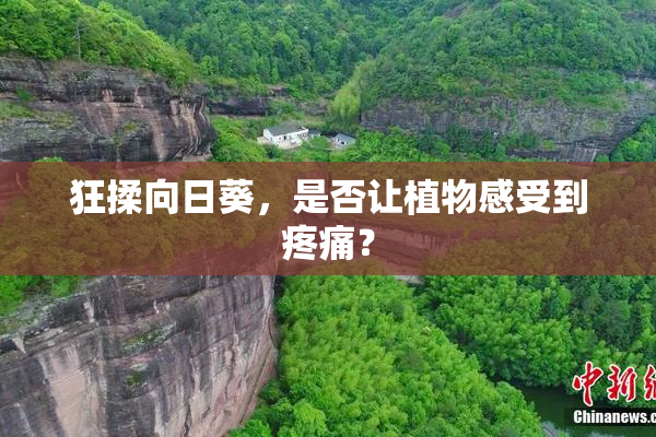狂揉向日葵，是否让植物感受到疼痛？