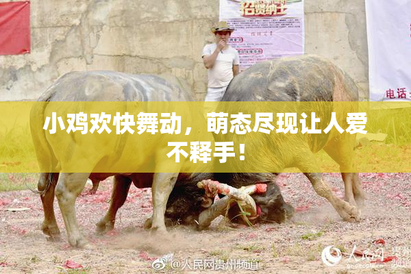 小鸡欢快舞动，萌态尽现让人爱不释手！
