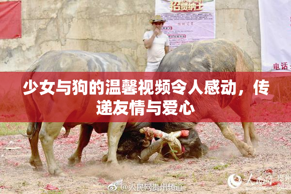 少女与狗的温馨视频令人感动，传递友情与爱心