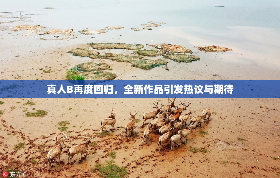 真人B再度回归，全新作品引发热议与期待