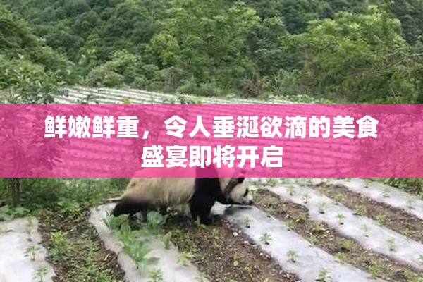 鲜嫩鲜重，令人垂涎欲滴的美食盛宴即将开启