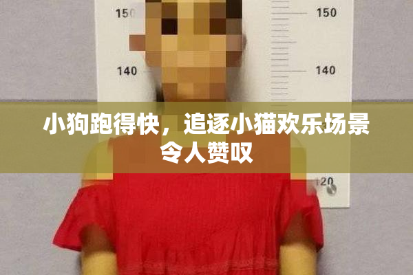 小狗跑得快，追逐小猫欢乐场景令人赞叹