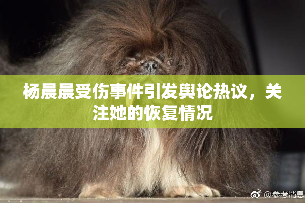 杨晨晨受伤事件引发舆论热议，关注她的恢复情况