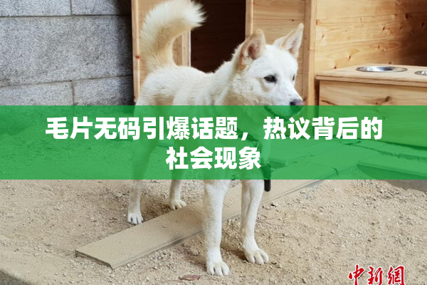 毛片无码引爆话题，热议背后的社会现象