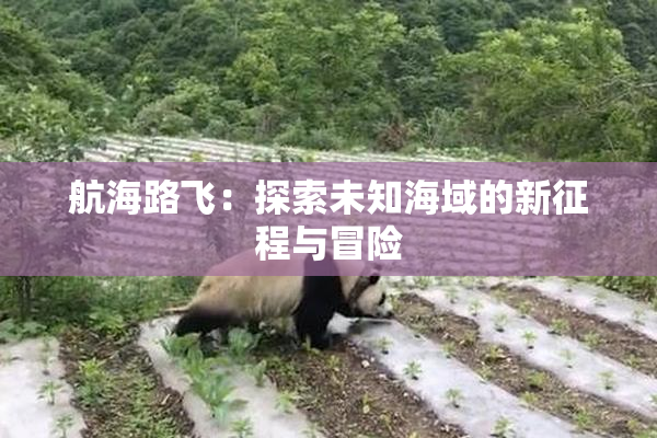 航海路飞：探索未知海域的新征程与冒险