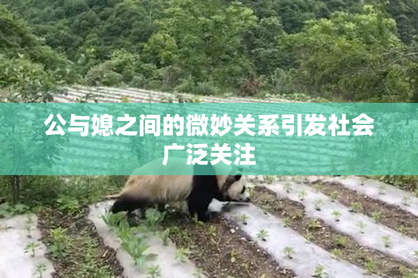 公与媳之间的微妙关系引发社会广泛关注