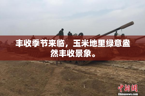 丰收季节来临，玉米地里绿意盎然丰收景象。