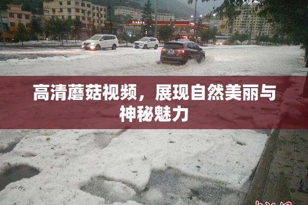 高清蘑菇视频，展现自然美丽与神秘魅力