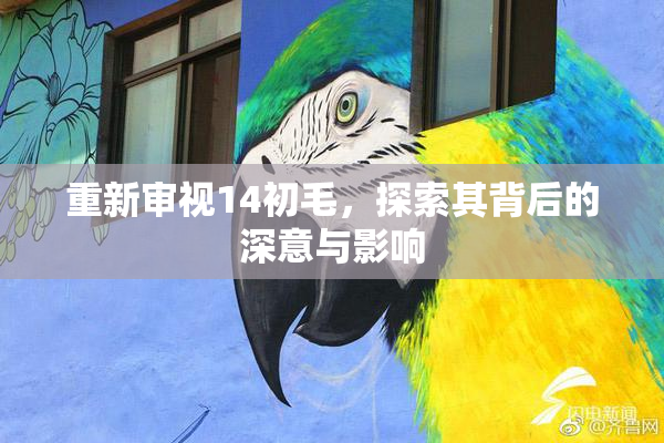 重新审视14初毛，探索其背后的深意与影响