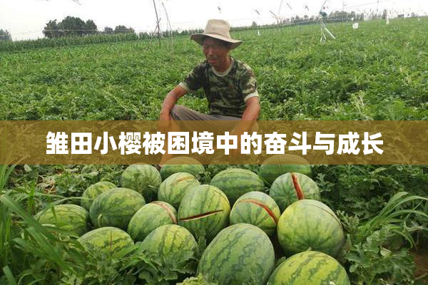 雏田小樱被困境中的奋斗与成长