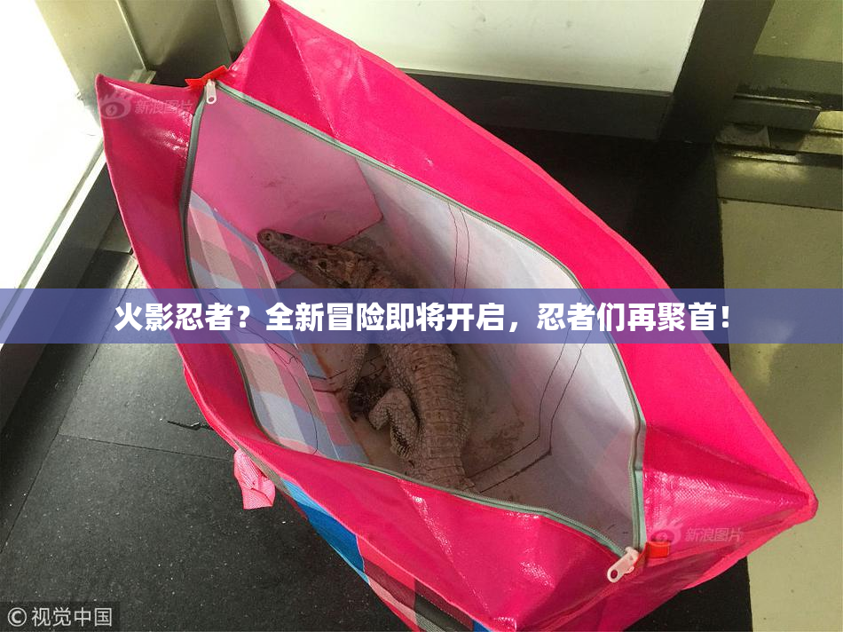 火影忍者？全新冒险即将开启，忍者们再聚首！