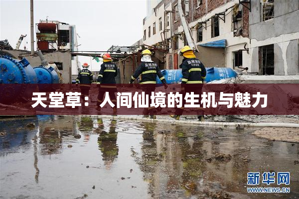 天堂草：人间仙境的生机与魅力