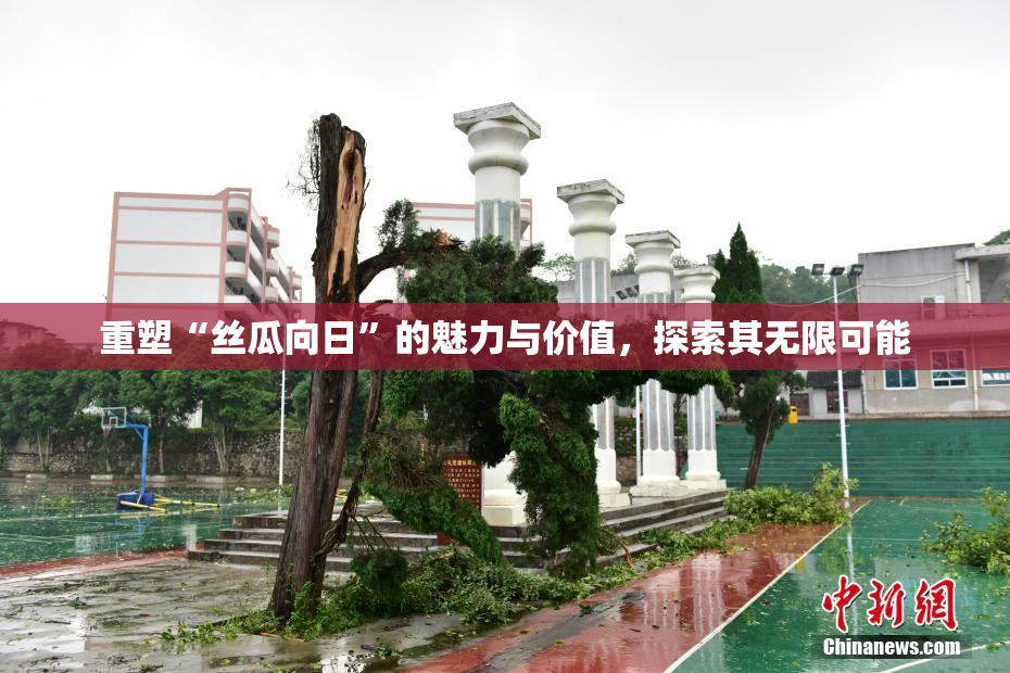 重塑“丝瓜向日”的魅力与价值，探索其无限可能