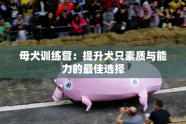 母犬训练营：提升犬只素质与能力的最佳选择